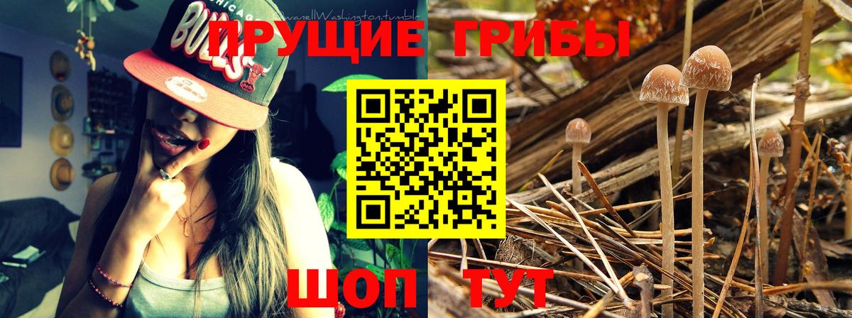 Минусинск  Галлюциногенные грибы Psilocybe  Вход с VPN  Псилоцибиновые грибы Psilocybine cubensis 